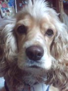 Fotos de perros